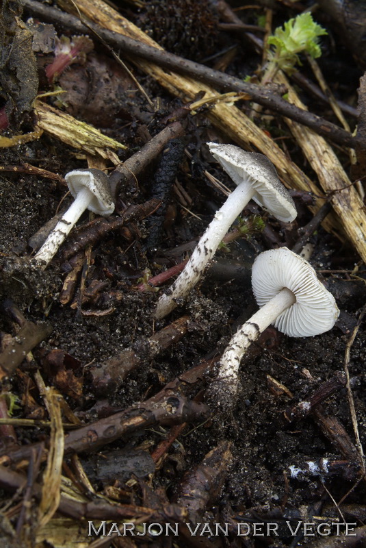 Grijsgroene parasolzwam - Lepiota griseovirens