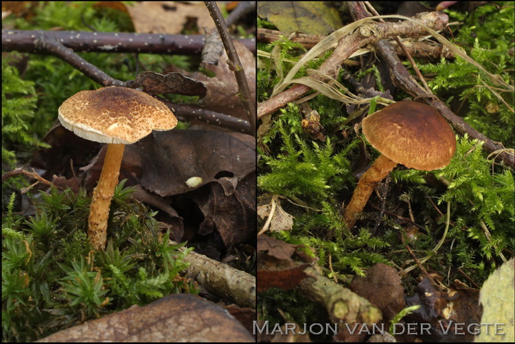 Kastanjeparasolzwam - Lepiota castanea