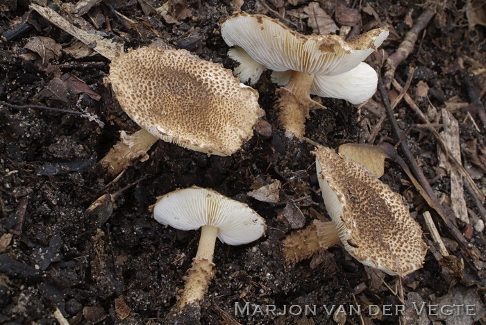 Wollige stekelparasolzwam - Lepiota jacobi