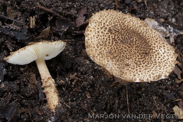 Wollige stekelparasolzwam - Lepiota jacobi