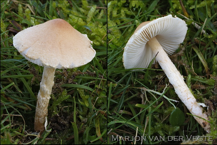 Gladde wolsteelparasolzwam - Lepiota oreadiformis