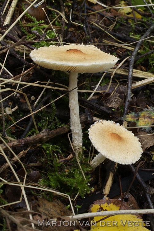 Gladde wolsteelparasolzwam - Lepiota oreadiformis