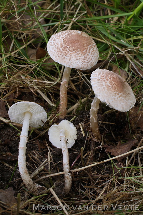 Vaalroze parasolzwam - Lepiota subincarnata