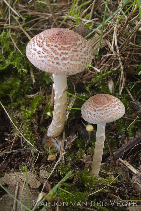 Vaalroze parasolzwam - Lepiota subincarnata