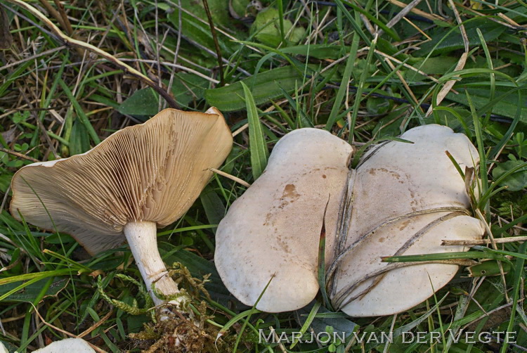 Vale schijnridderzwam - Lepista panaeolus