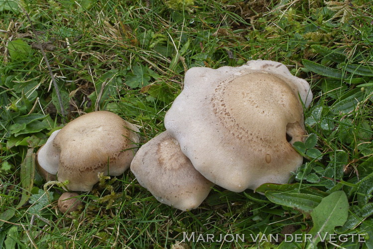 Vale schijnridderzwam - Lepista panaeolus