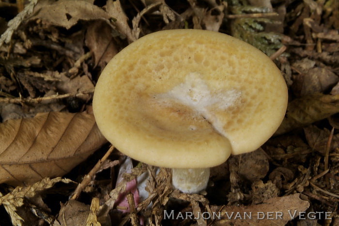 Geelbruine schijntrechterzwam - Lepista flaccida var. inversa