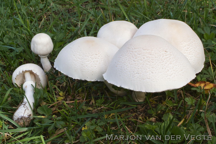 Blanke champignonparasol - Leucoagaricus leucothites