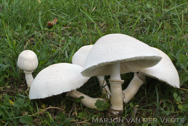 Blanke champignonparasol - Leucoagaricus leucothites