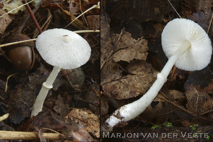 Tweesporige champignonparasol - Leucoagaricus sericifer f. sericatellus