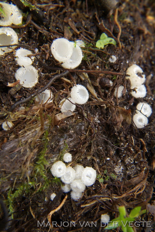 Wit viltkogeltje - Leucoscypha leucotricha