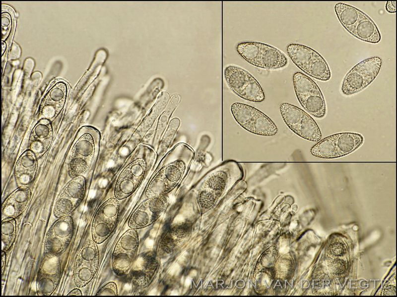 Wit viltkogeltje - Leucoscypha leucotricha