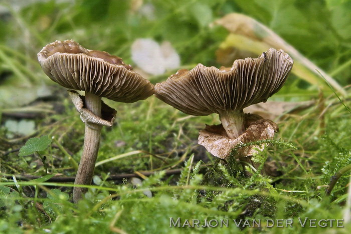 Leverkleurige leemhoed - Agrocybe erebia