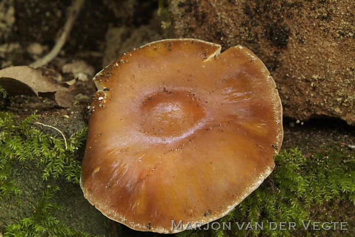 Leverkleurige leemhoed - Agrocybe erebia