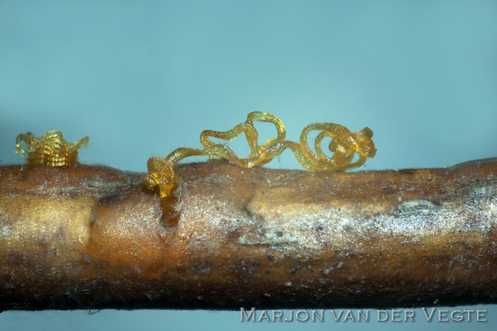 Libertella faginea - Libertella faginea