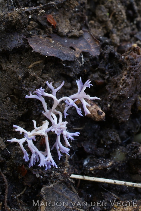 Lila koraaltje - Ramariopsis pulchella