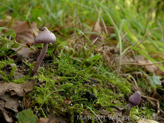 Lila satijnvezelkop - Inocybe lilacina