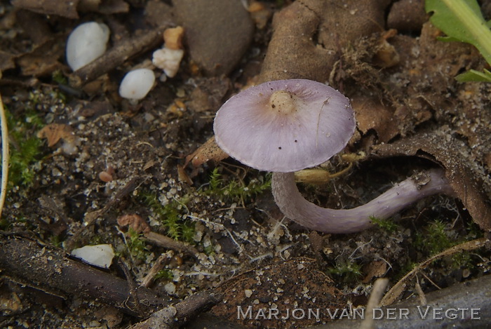 Lila satijnvezelkop - Inocybe lilacina