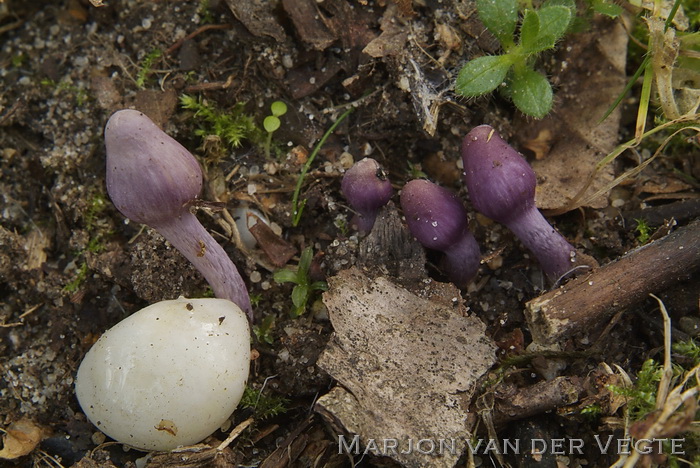 Lila satijnvezelkop - Inocybe lilacina