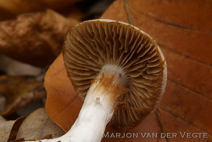 Lila gordijnzwam - Cortinarius alboviolaceus