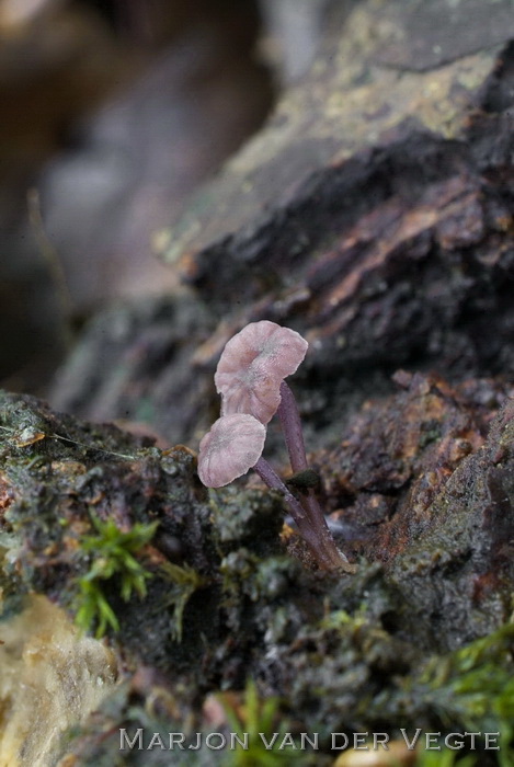 Lilabruine schorsmycena - Mycena meliigena