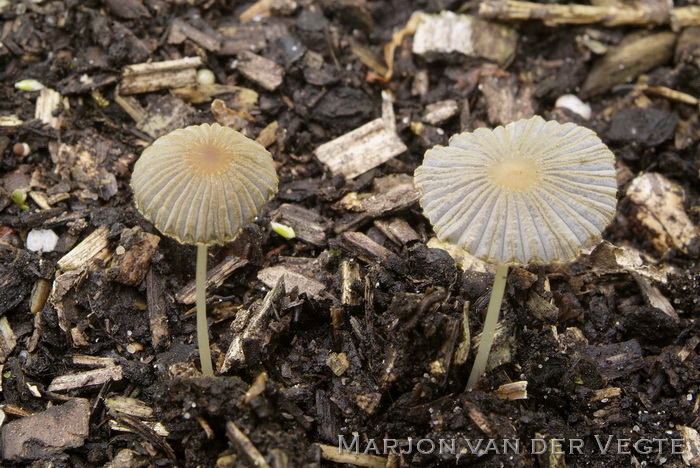 Geelbruin plooirokje - Parasola leiocephala