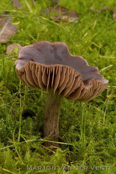 Lilastelige gordijnzwam - Cortinarius vernus var. rubescens