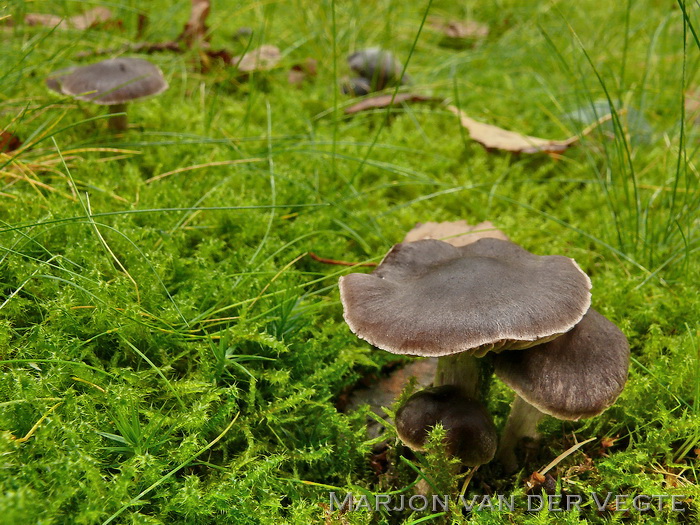 Lilastelige gordijnzwam - Cortinarius vernus var. rubescens