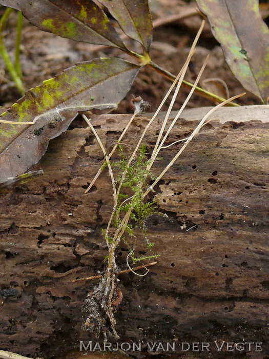 Linzenknotsje - Typhula phacorrhiza