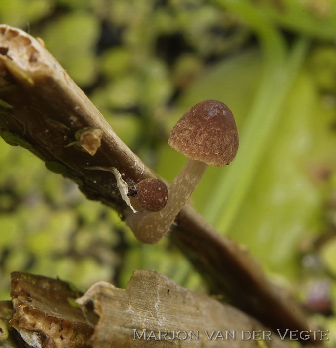 Lisdoddefranjehoed - Psathyrella typhae