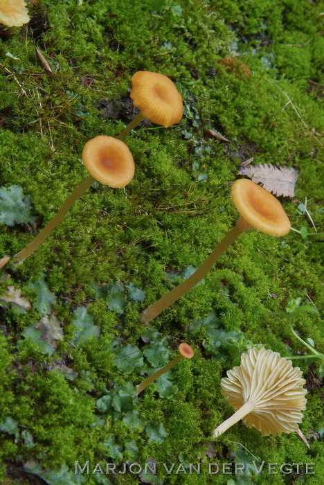 Levermostrechtertje - Loreleia marchantiae