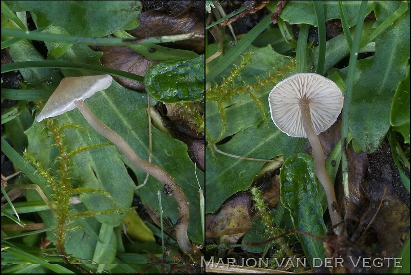 Harige grauwkop - Lyophyllum tomentellum