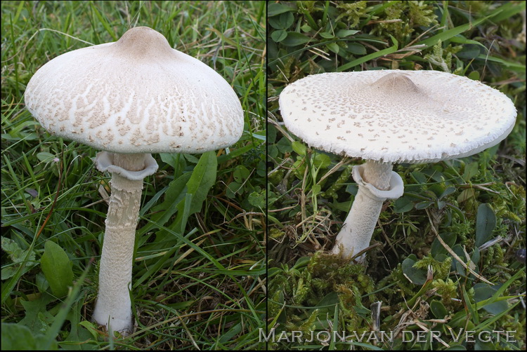 Tepelparasolzwam - Macrolepiota mastoidea