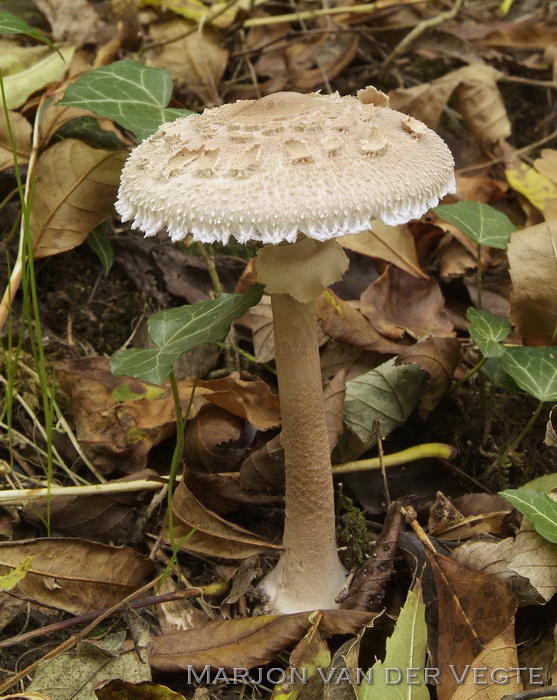 Grijsbruine parasolzwam - Macrolepiota fuliginosa