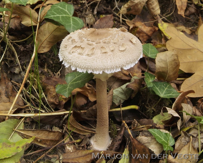 Grijsbruine parasolzwam - Macrolepiota fuliginosa