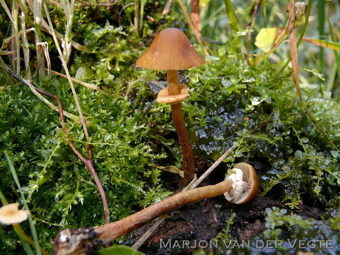 Rimpelig breeksteeltje - Pholiotina rugosa