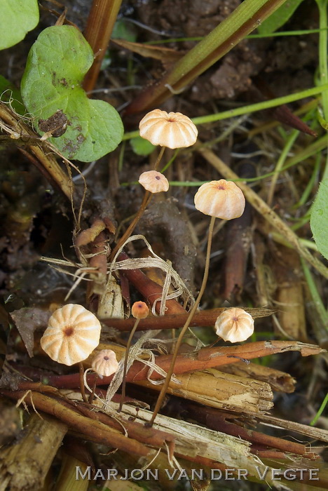 Oranje grastaailing - Marasmius curreyii