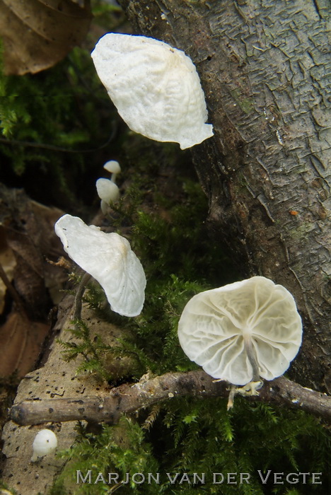 Wit ruitertje - Marasmiellus candidus