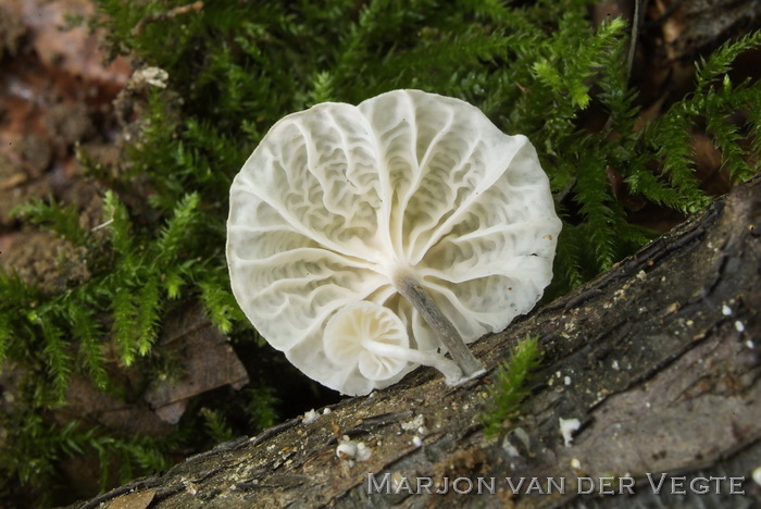 Wit ruitertje - Marasmiellus candidus