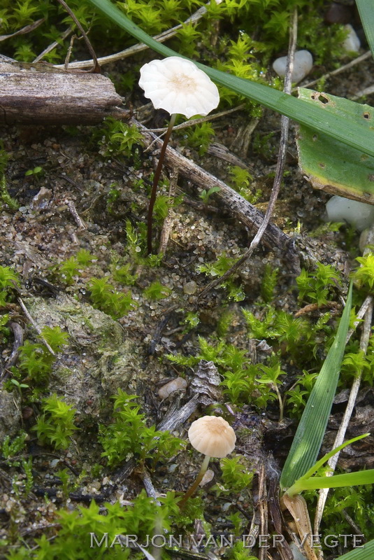 Duintaailing - Marasmius anomalus