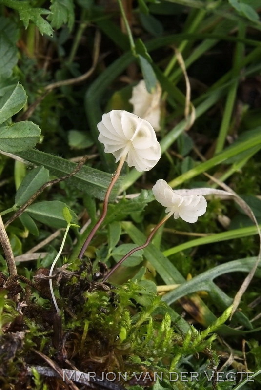 Duintaailing - Marasmius anomalus