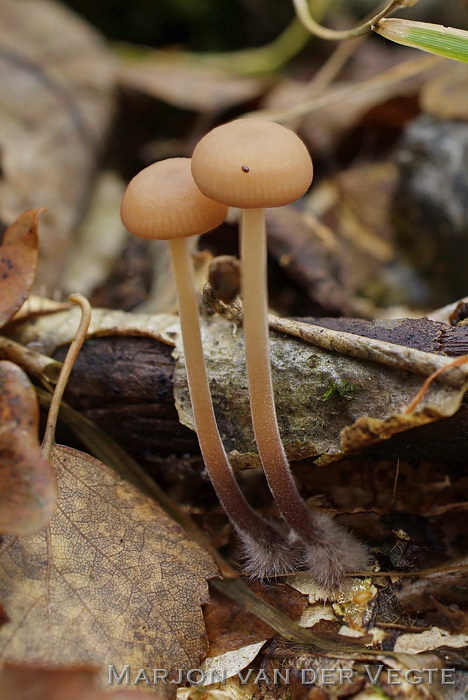 Bleke knoflooktaailing - Mycetinis querceus