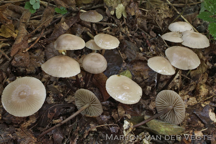 Beukentaailing - Marasmius wynneae