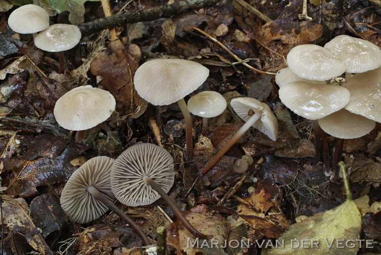 Beukentaailing - Marasmius wynneae