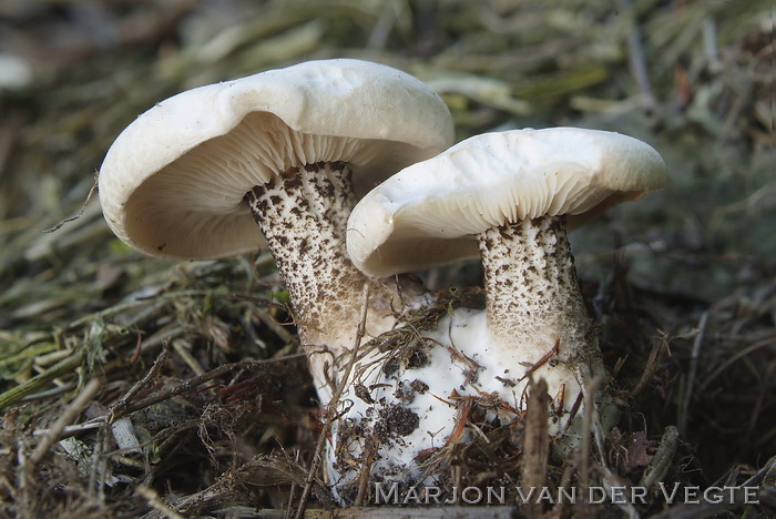 Spikkelsteel veldridderzwam - Melanoleuca verrucipes