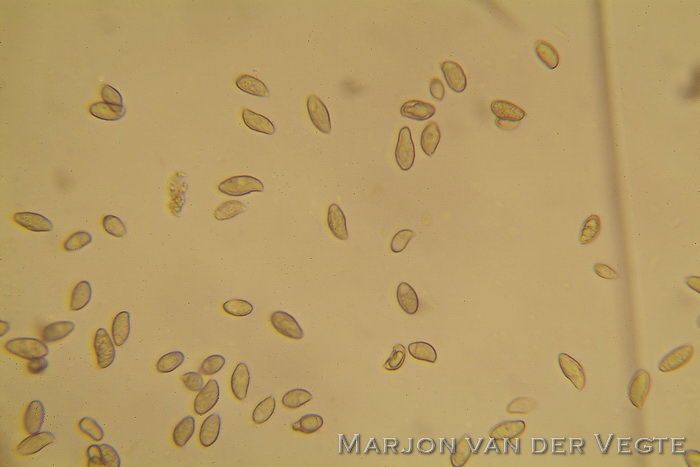 Melanomphalia nigrescens - Melanomphalia nigrescens
