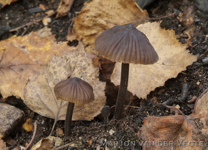 Zwarte melksteelmycena - Mycena galopus var. nigra