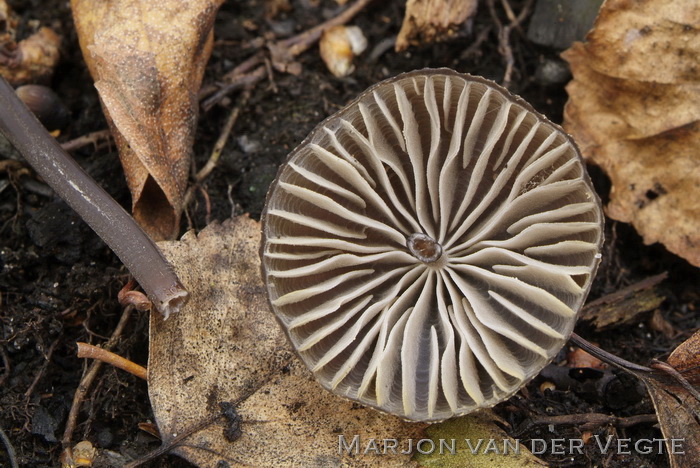 Zwarte melksteelmycena - Mycena galopus var. nigra