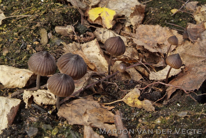 Zwarte melksteelmycena - Mycena galopus var. nigra