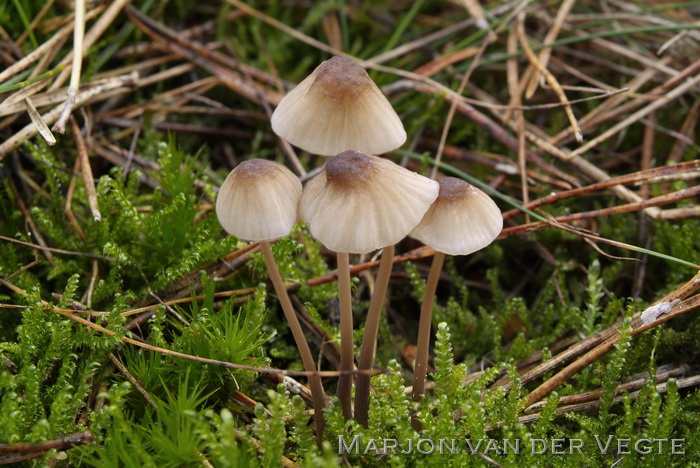 Gewone melksteelmycena - Mycena galopus var. galopus